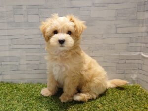 Mix(父マルチーズ×母トイプードル）￥295,900(税込)