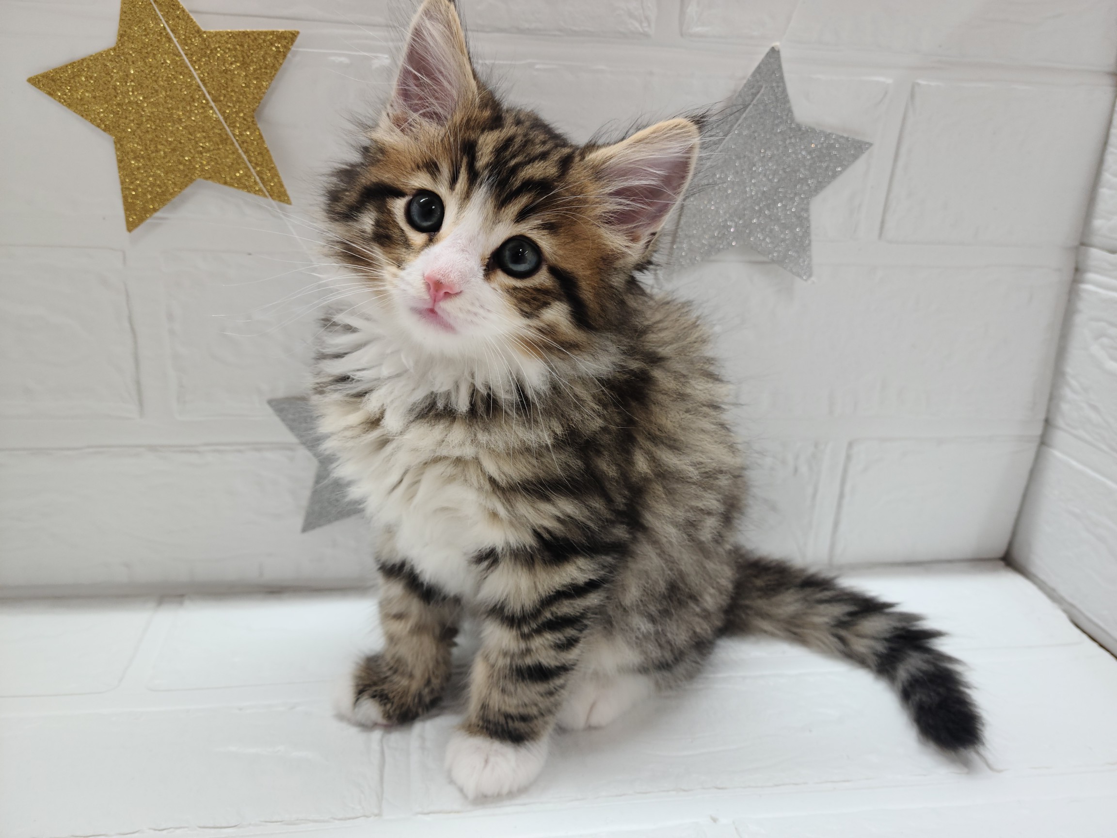 ⑯ノルウェージャンフォレストキャット