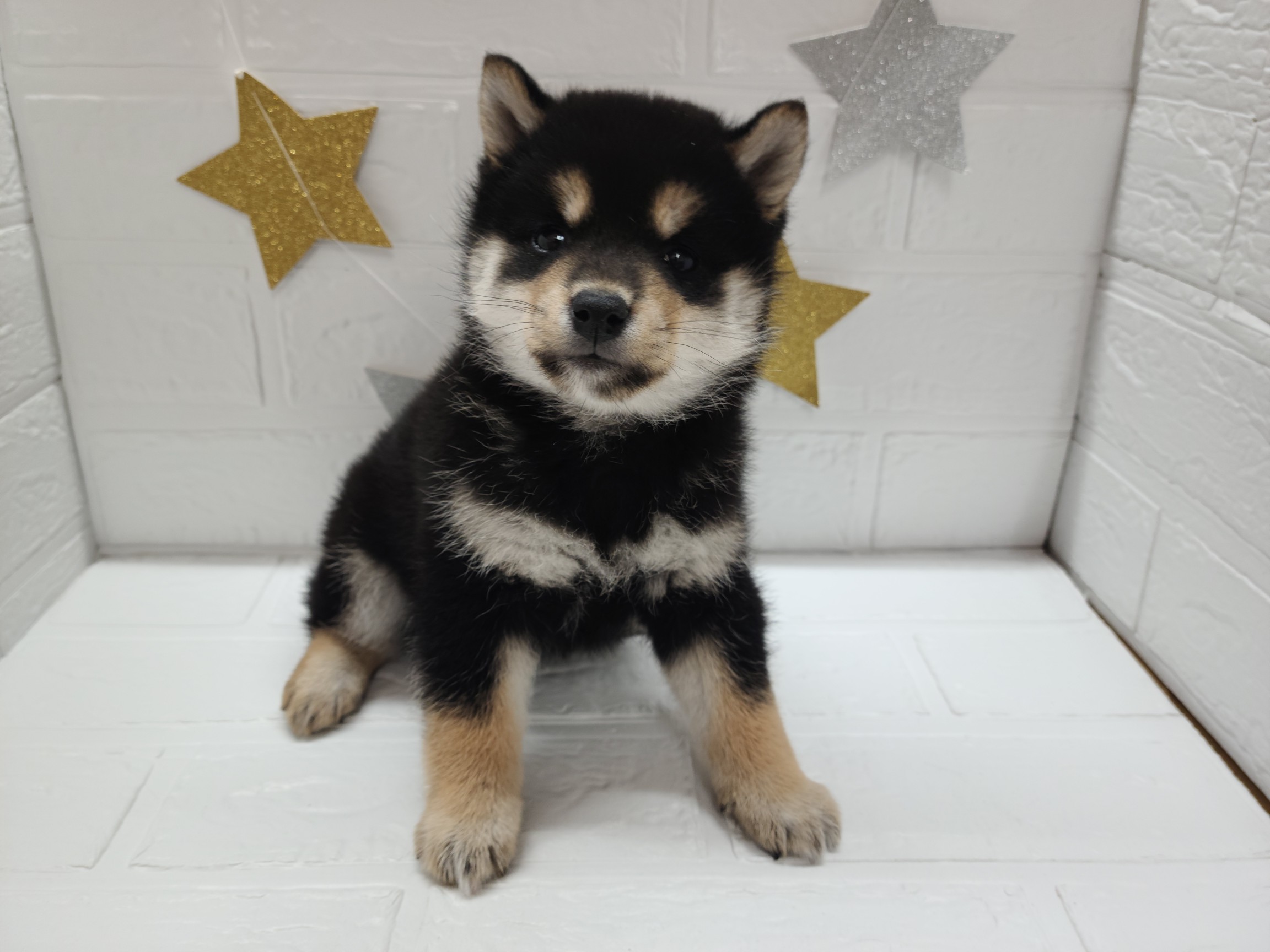 ⑭柴犬