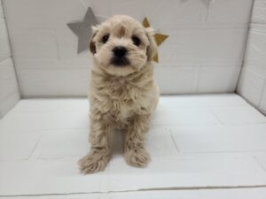 ⑲MIX(父マルチーズ×母トイプードル)￥218,900(税込)