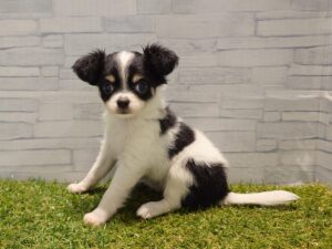 ⑤チワワ(ロング)￥152,900(税込)