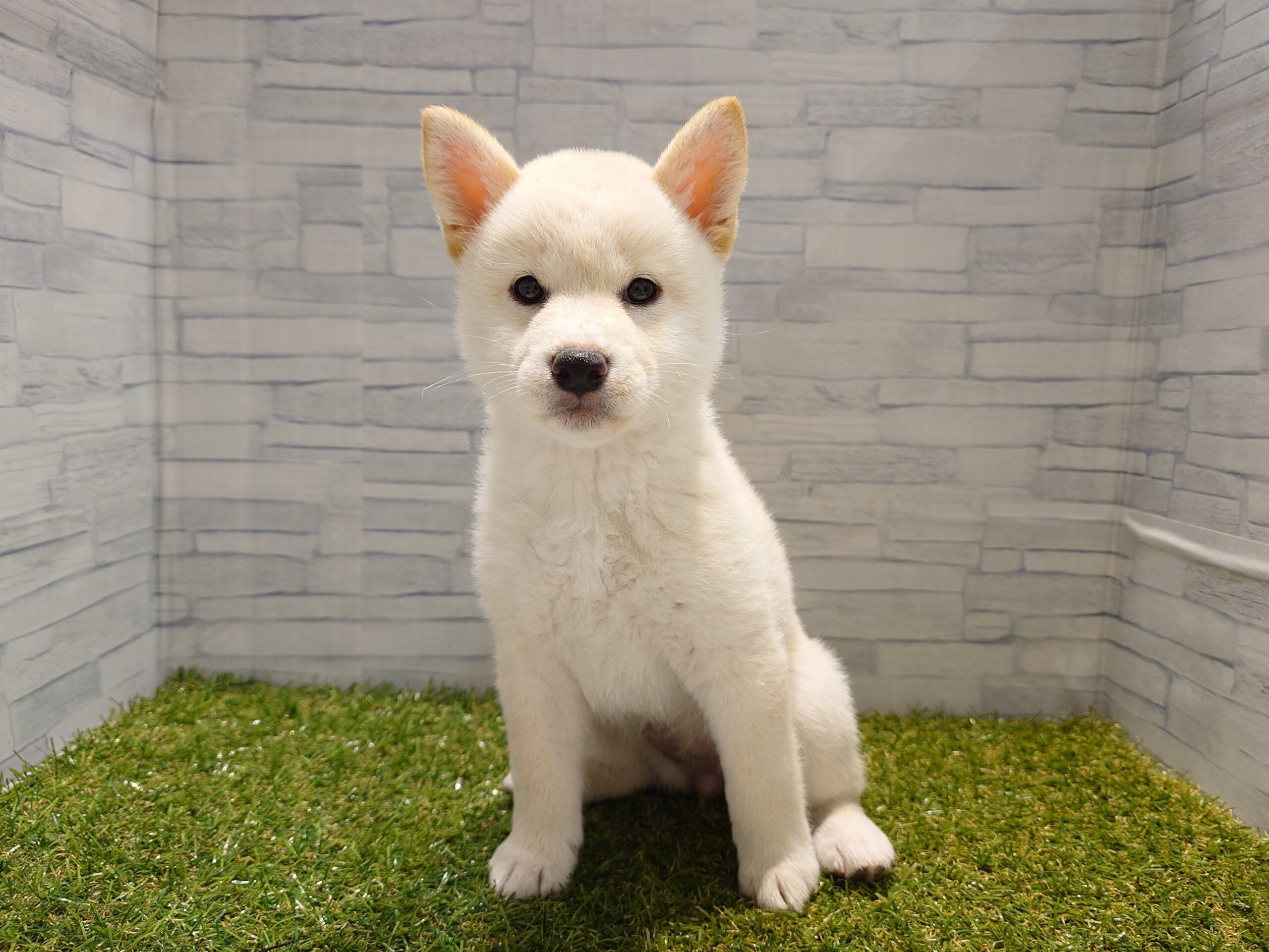 ⑫柴犬