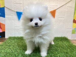 ⑥ポメラニアン￥328,900(税込)→5/19まで￥295,900(税込)