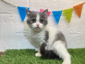 ⑦ブリティッシュショートヘアー￥284,900(税込)→5/19まで￥251,900(税込)