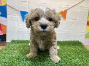 Mix(父マルチーズ×母トイプードル)￥218,900(税込)→5/19まで￥185,900(税込)