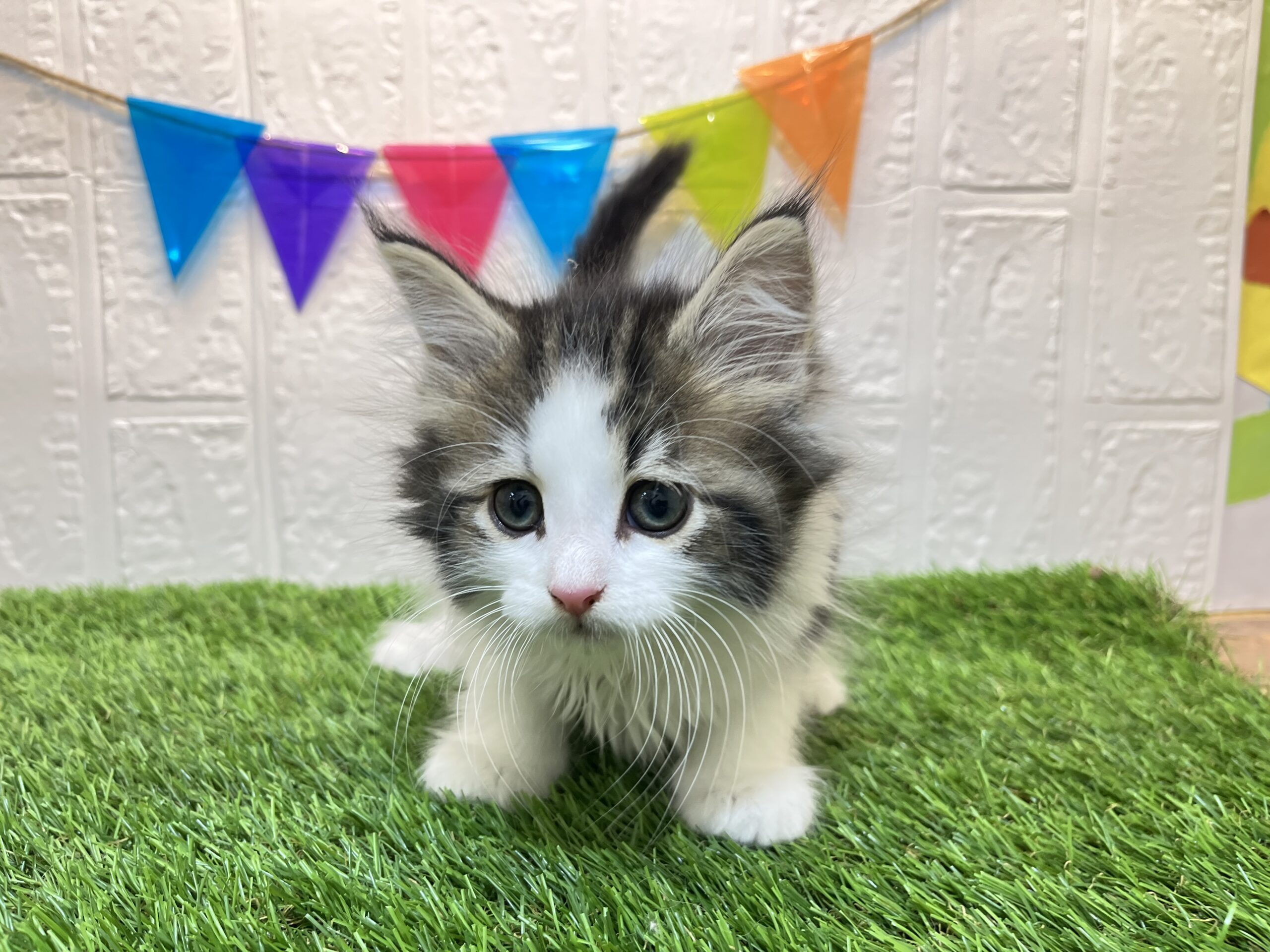 ⑩ノルウェージャンフォレストキャット