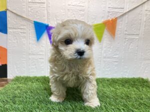 ⑪Mix(父ビションフリーゼ×母トイプードル)￥328,900(税込)