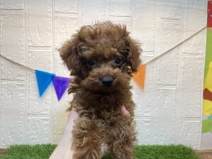トイプードル￥284,900(税込)→￥207,900(税込)