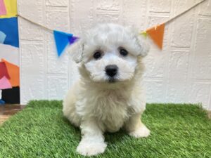 ①ビションフリーゼ￥207,900(税込)→6/2まで￥174,900(税込)