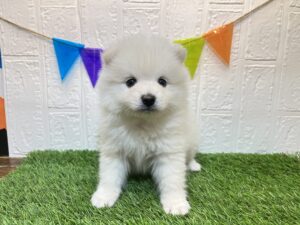 ⑧ポメラニアン￥185,900(税込)→6/2まで￥152,900(税込)