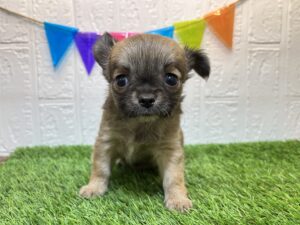 ⑨チワワ(ロング)￥207,900(税込)→6/2まで￥174,900(税込)