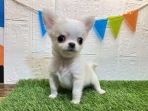 チワワ（ロング）￥361,900(税込)→6/2まで￥328,900(税込)