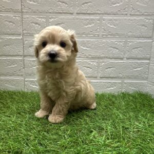 MIX(父マルチーズ×母トイプードル)￥218,900(税込)