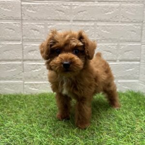 トイプードル￥262,900(税込)