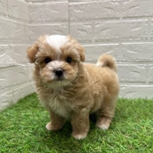 Mix(父マルチーズ×母トイプードル)￥295,900(税込)