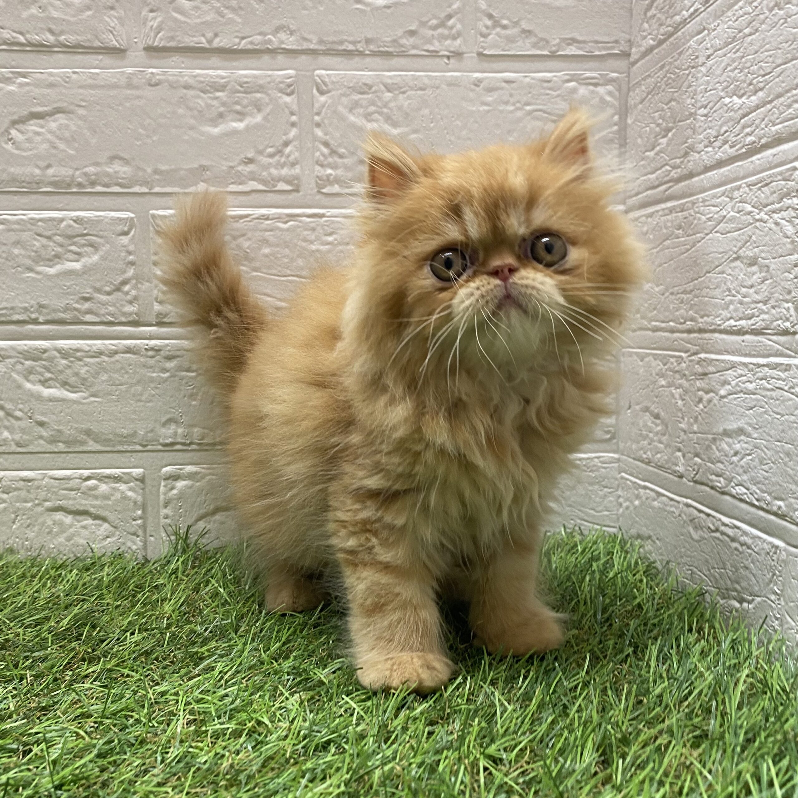 エキゾチック