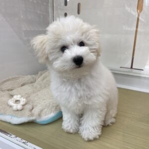 ビションフリーゼ￥174,900(税込)→7/23(水)まで￥141,900(税込)