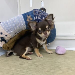 チワワ(ロング)￥229,900(税込)→7/23(水)￥207,900(税込)