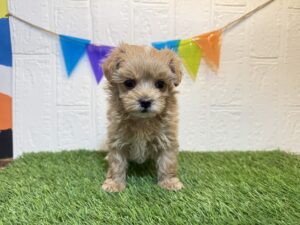 ②Mix(父マルチーズ×母トイプードル)￥317,900(税込)→5/12まで￥284,900(税込)