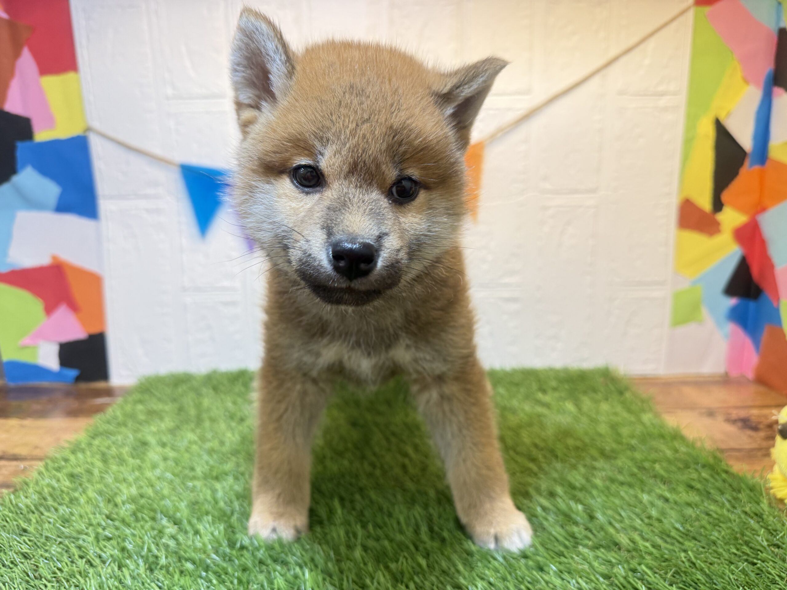 ⑱柴犬