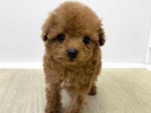 ⑰トイプードルalt=