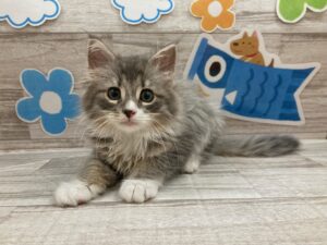 ⑦柴犬alt=