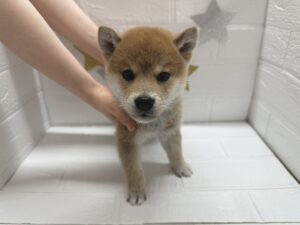 ①柴犬￥284,900(税込)
