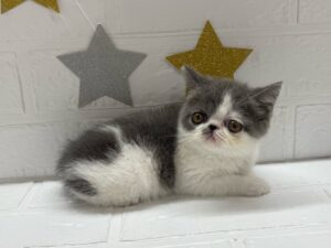 ➃エキゾチック￥405,900(税込)