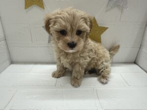 MIX(マルチーズ×トイプードル)￥262,900(税込)