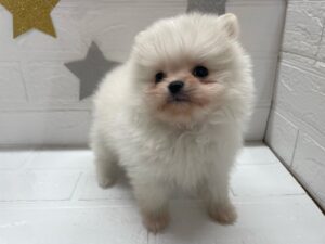 ⑦ポメラニアン￥295,900(税込)
