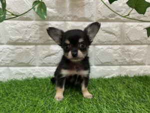 Mix(父チワワ(ロング)×母カニヘンダックスフンド(ロング) ￥229,900(税込)