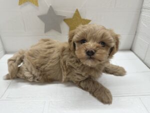 MIX(マルチーズ×トイプードル)￥229,900(税込)
