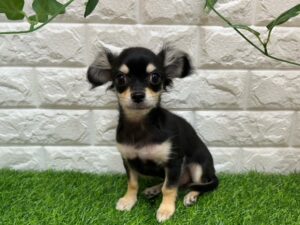Mix(父チワワ(ロング)×母カニヘンダックスフンド(ロング) ￥174,900(税込)