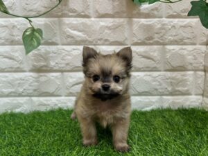 Mix(父ポメラニアン×母マルチーズ)￥262,900(税込)