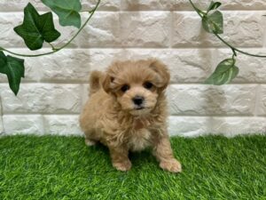 Mix(父マルチーズ×母トイプードル)￥207,900(税込)