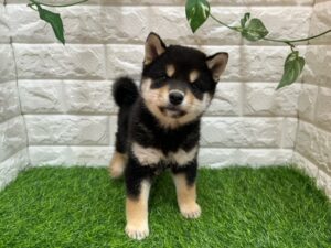 柴犬 ￥262,900(税込)