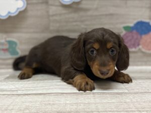 ミニチュアダックスフンド　￥250,800(税込)