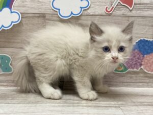 ラグドール　￥173,800(税込)