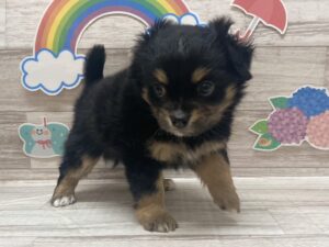 ①チワワ(ロング)　￥217,800(税込)