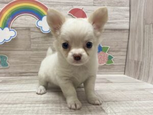③チワワ(ロング)　￥250,800(税込)