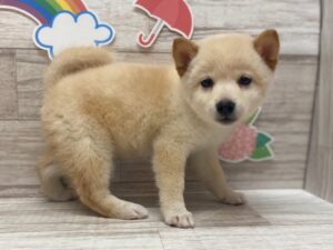 ⑦柴犬　￥217,800(税込)