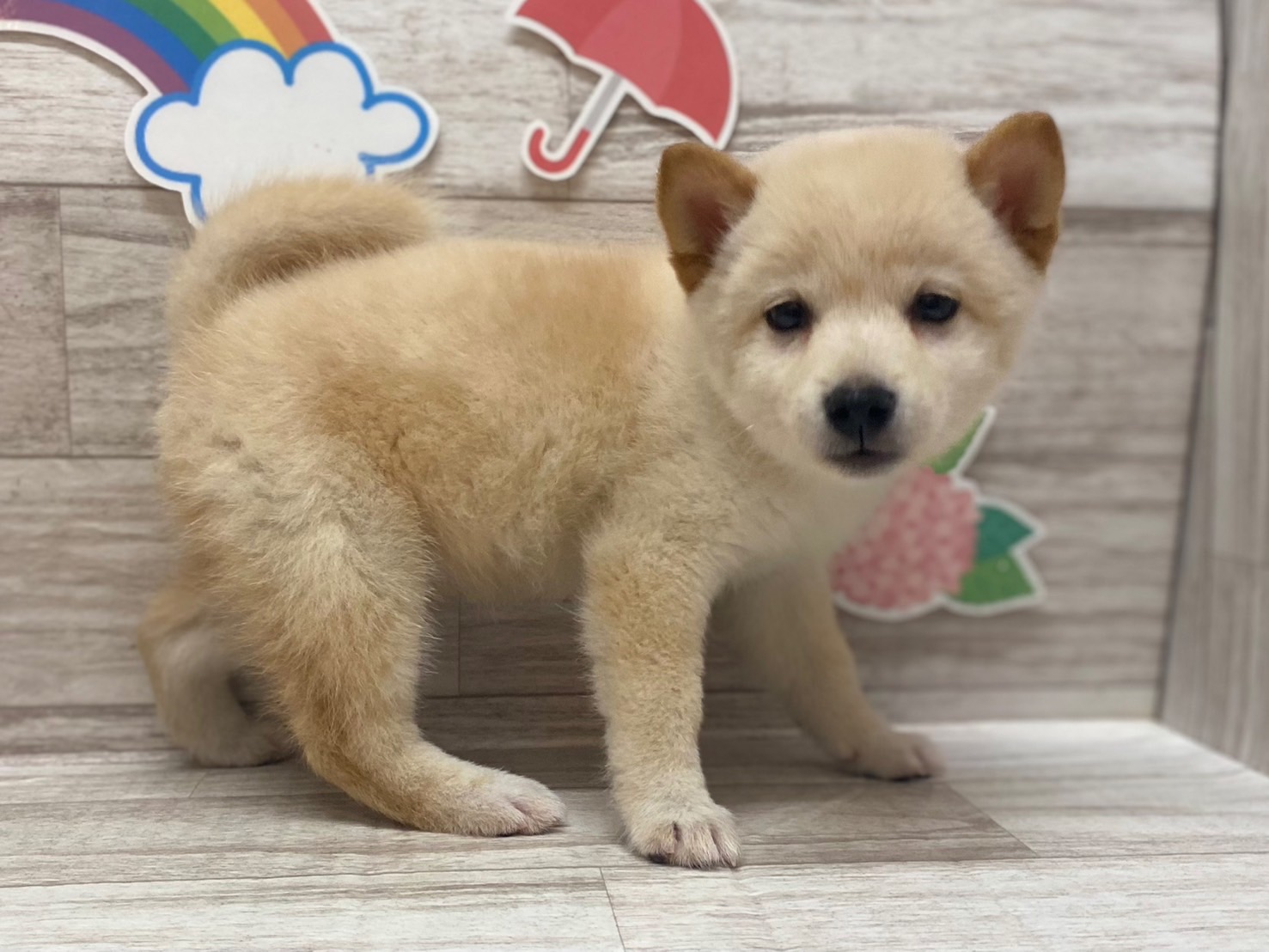 ⑦柴犬
