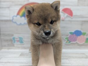 ①豆柴　￥327,800(税込)