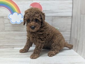 ②トイプードル　￥272,800(税込)