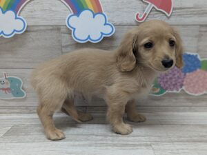 ⑥ミニチュアダックスフンド　￥250,800(税込)
