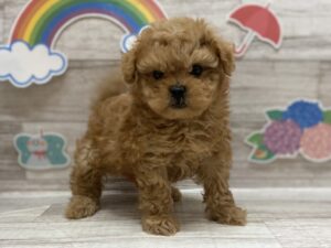 ④Mix(トイプードル×ペキニーズ)　￥250,800(税込)