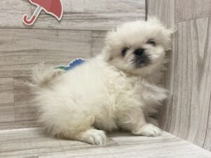 ⑧ペキニーズalt=