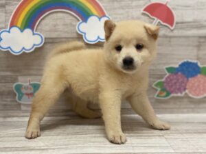 ⑨柴犬　￥272,800(税込)
