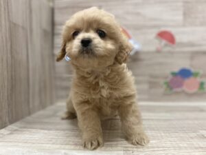 ⑩Mix(ペキニーズ×トイプードル)　￥250,800(税込)→7/2まで￥228,800(税込)