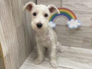 Mix(マルチーズ×ミニチュアシュナウザー)　￥250,800(税込)→￥129,800(税込)